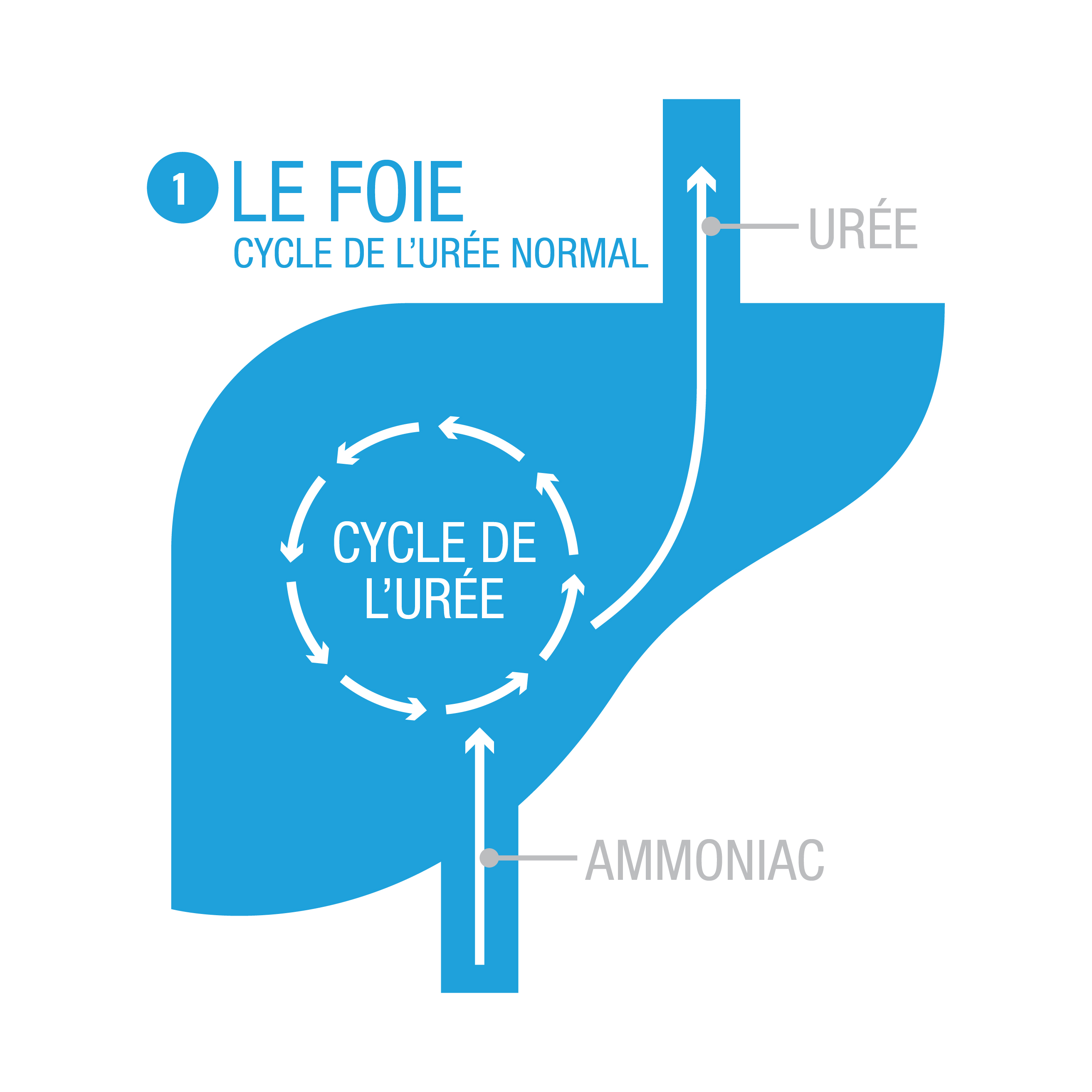 Healthy urea cycle diagram with normal serum ammonia levels and urea production