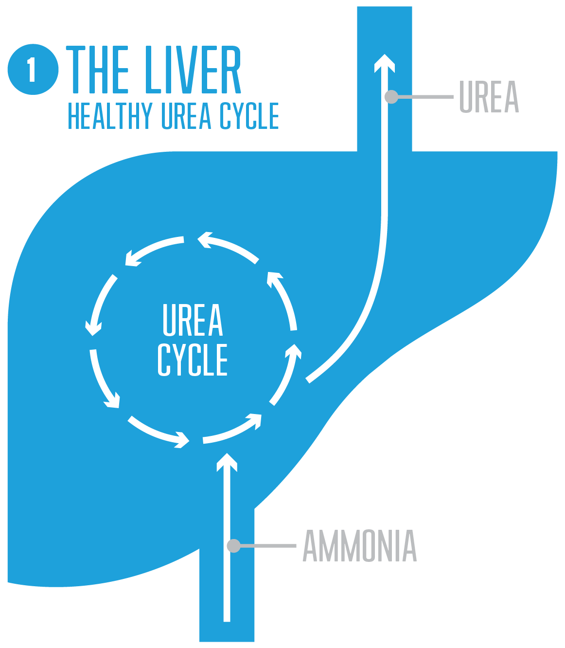 A healthy urea cycle.
